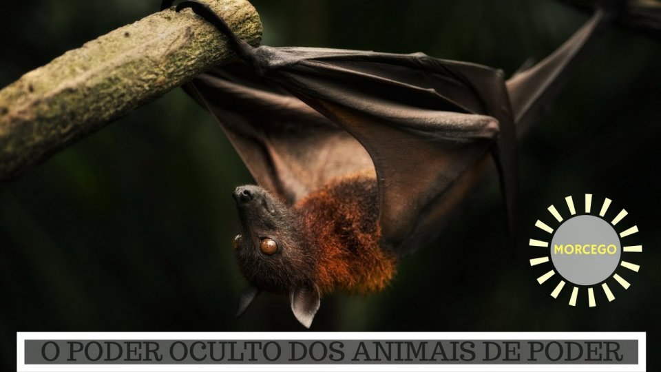 Animal de Poder Morcego - O Poder Oculto do Animal de Poder!